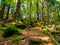 Pathway among trees and rocks in GÃ³ry Stolowe in Poland.