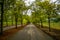 Pathway of Trees and Vineyards