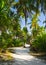 Pathway in tropical jungle