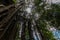 Pathway Under Banyan Trees