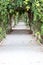 Pathway in the vegetable garden.