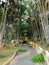 Pathway view at Botanical Garden Putrajaya