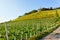 Pathway at Vineyards in the Hill and cityscape