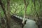 Pathway walk through the mangrove forest.