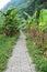 Pathway winding in forests garden