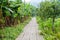 Pathway winding in forests garden