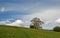 Pathway winding up beautiful flower covered hillside pasture with a single tree and a dramatic cloudscape