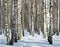 Pathway in winter birch forest in sunny weather