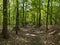 Pathway in a woodland in spring