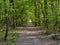 Pathway in a woodland in spring