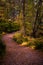 Pathway in the woods of Glen Affric