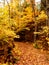 Pathway in the woods with golden leaves covering the trees