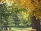 Pathway with Yellow and Green Maple Trees in Autumn in a Cemetery