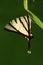 Pathysa agetes / butterfly on twig
