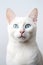 Patience Personified Housecat Portrait White Background White Cat High Quality Image for Animal Lovers