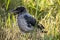 Patient baby crow