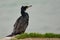 Patient cormorant