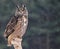 Patient Eurasian Eagle-Owl