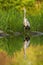 Patient grey heron hunting in a river with a reflection mirrored on water level