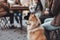 Patient Pooch: A Dog\\\'s Wait for His Owner in the City Cafe\\\'s Open Air Section