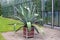 Patio with an agave plant in a Botanical Garden