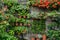 Patio and balcony greenery. Gardens on the walls