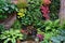 Patio and balcony greenery. Gardens on the walls