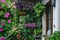 Patio and balcony greenery. Gardens on the walls