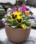 Patio Planter of Pansy Flowers