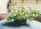 Patio pot with pretty flowers on table