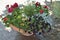 Patio potted garden colorful annual flowers