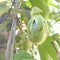 Pation fruit on a tree