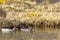 Pato barcino Anas flavirostris