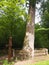 Patriarch Oak (BiaÅ‚owieÅ¼a National Park, Belarus)