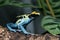 Patricia Dyeing Poison Dart Frog, Dendrobates tinctorius