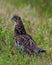 Patridge Stock Photo and Image. Male ruffed grouse struts mating plumage in the forest with a blur foliage background