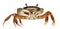 Patriot crab, Cardisoma armatum