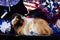 Patriotic Abyssinian Guinea Pig - Male