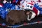 Patriotic American Guinea Pigs Cavia porcellus