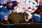 Patriotic American Guinea Pigs Cavia porcellus