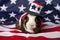 Patriotic American Guinea Pigs Cavia porcellus