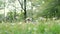 Patriotic border collie dog running running outside through flowers while carrying the American flag