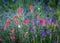 Patriotic Display of Wildflowers