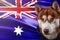 Patriotic dog proudly in front of Australia state flag. Portrait siberian husky in sweatshirt in the rays of bright sun.