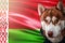 Patriotic dog proudly in front of the Belarus flag. Portrait siberian husky in sweatshirt in the rays of bright sun.