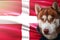 Patriotic dog proudly in front of Denmark flag. Portrait siberian husky in sweatshirt in the rays of bright sun.