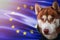 Patriotic dog proudly in front of European Union flag. Portrait siberian husky in sweatshirt in the rays of bright sun.