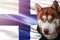 Patriotic dog proudly in front of Finland state flag. Portrait siberian husky in sweatshirt in the rays of bright sun.