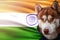 Patriotic dog proudly in front of India flag. Portrait siberian husky in sweatshirt in the rays of bright sun.