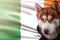 Patriotic dog proudly in front of Ireland flag. Portrait siberian husky in sweatshirt in the rays of bright sun.